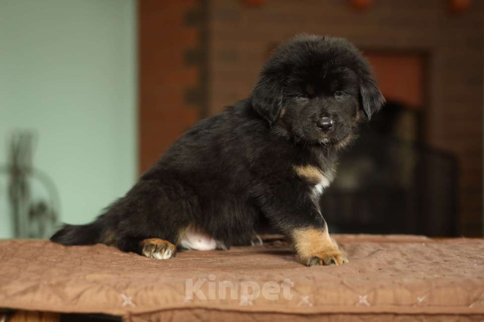 Собаки в Ярославле:  Продаются щенки настоящих банхаров от монгольских родителей.  Мальчик, 50 000 руб. - фото 3