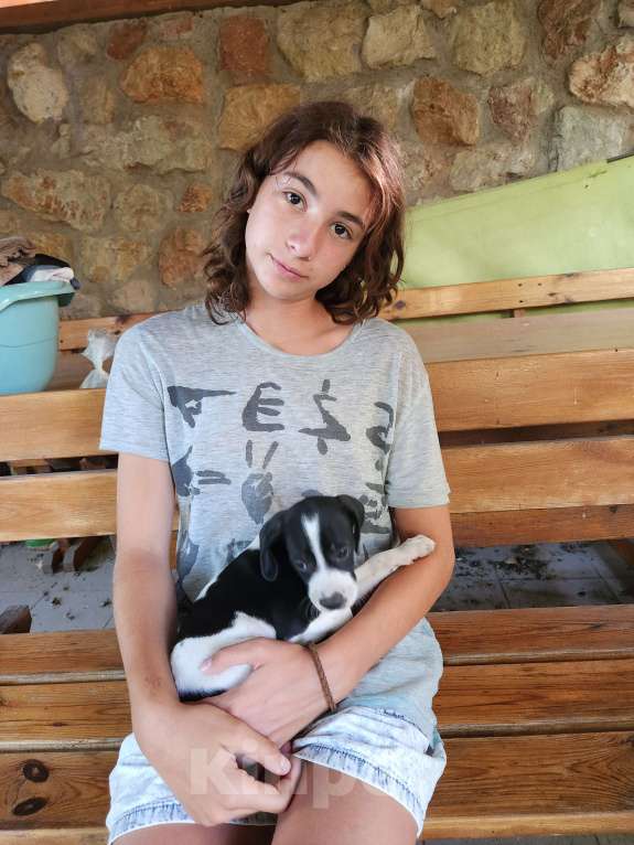 Собаки в Севастополе: Щенок поинтера Девочка, Бесплатно - фото 4