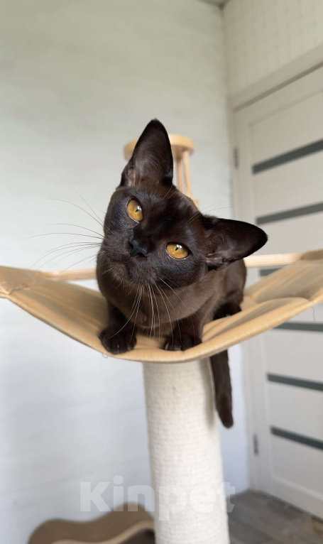 Кошки в Калининграде: Котята. Бурма. Питомник Европейской бурмы Девочка, 30 000 руб. - фото 1