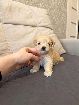 Девочка мини