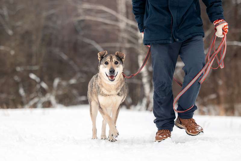 Собаки в Москве: Милый оптимист Джек ищет дом Мальчик, Бесплатно - фото 10