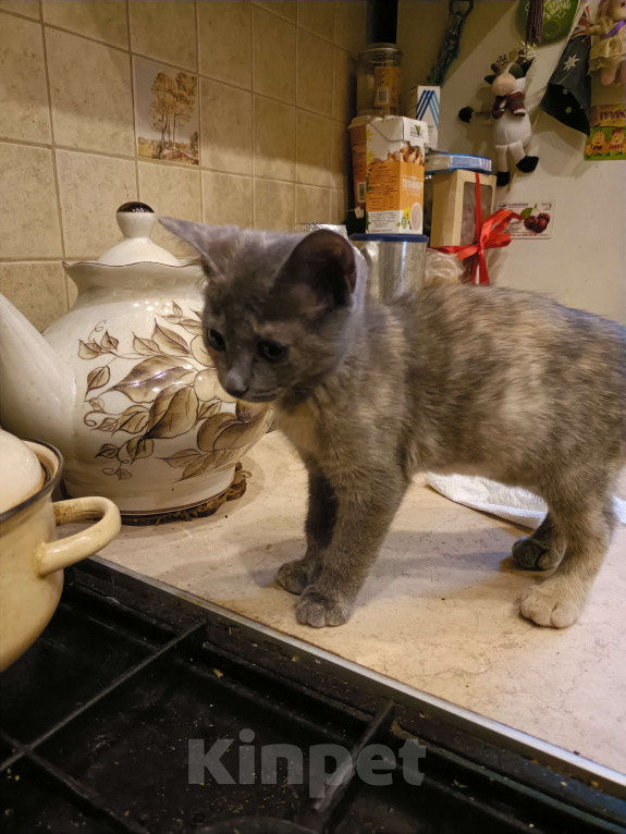 Кошки в Санкт-Петербурге: Мася Девочка, Бесплатно - фото 4