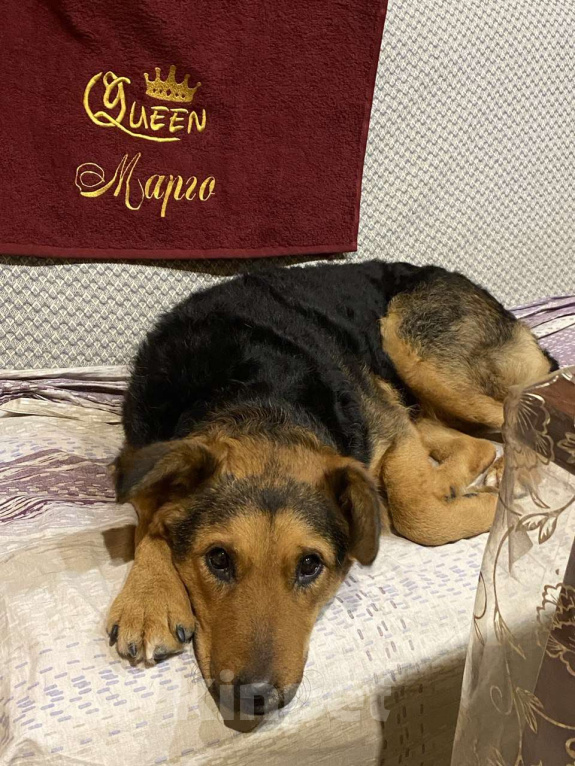 Собаки в Москве: Маргошу никто не замечает, подарите ей дом Девочка, Бесплатно - фото 9