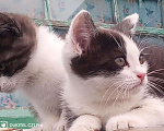 Кошки в Лиски: В добрые руки Мальчик, Бесплатно - фото 1