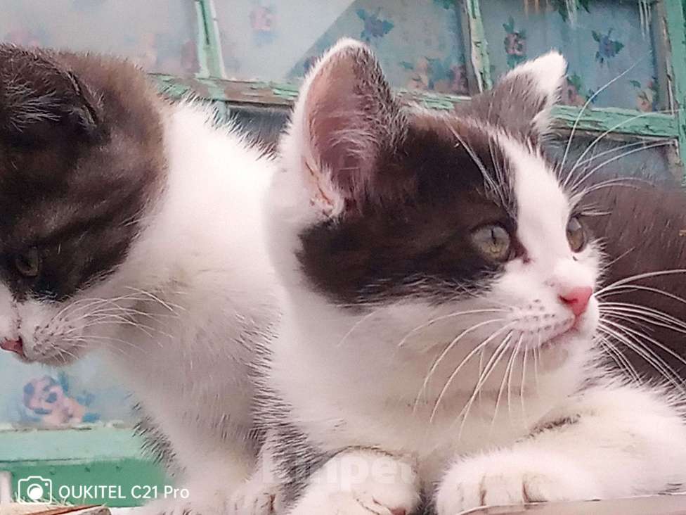 Кошки в Лиски: В добрые руки Мальчик, Бесплатно - фото 1