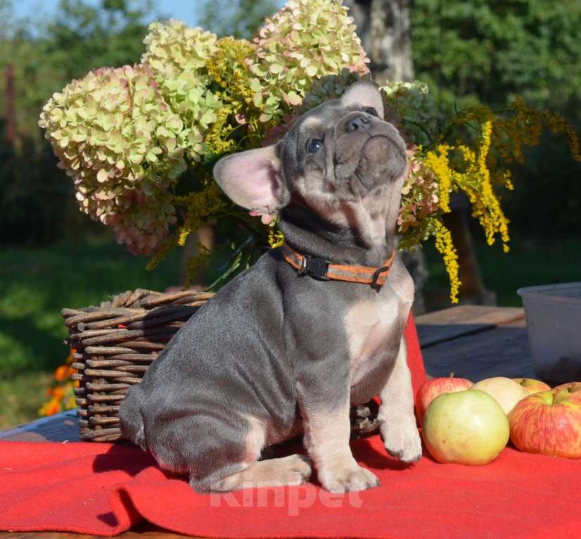 Собаки в Ореховом-Зуево: Французкий бульдог девочка  Девочка, 100 000 руб. - фото 3