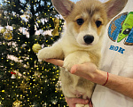 Собаки в Москве: Продажа щенков корги Девочка, Бесплатно - фото 5