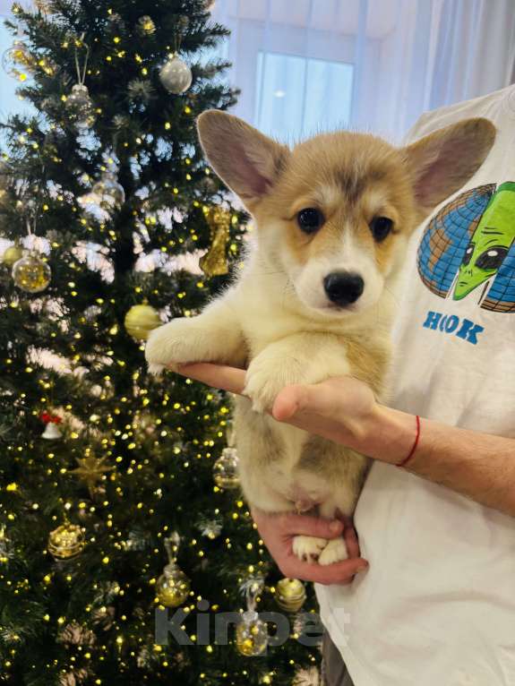 Собаки в Москве: Продажа щенков корги Девочка, Бесплатно - фото 5