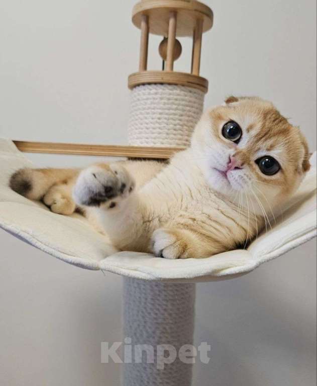 Кошки в Москве: Шотландский вислоухий котенок девочка Девочка, 45 000 руб. - фото 1