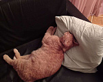 Кошки в Похвистнево: Потерялся рыжий кот! ПОХВИСТНЕВО Мальчик, 1 руб. - фото 2