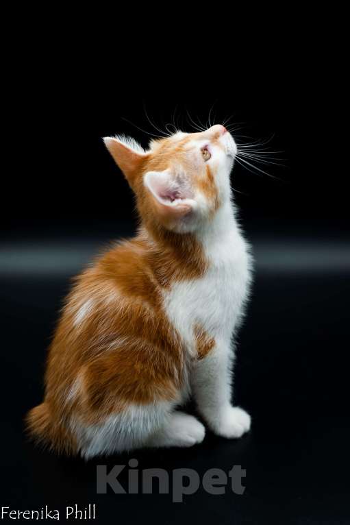 Кошки в Хабаровске: Котёнок Курильского Бобтейла Ференика Фил МИРАМ Мальчик, 40 000 руб. - фото 8