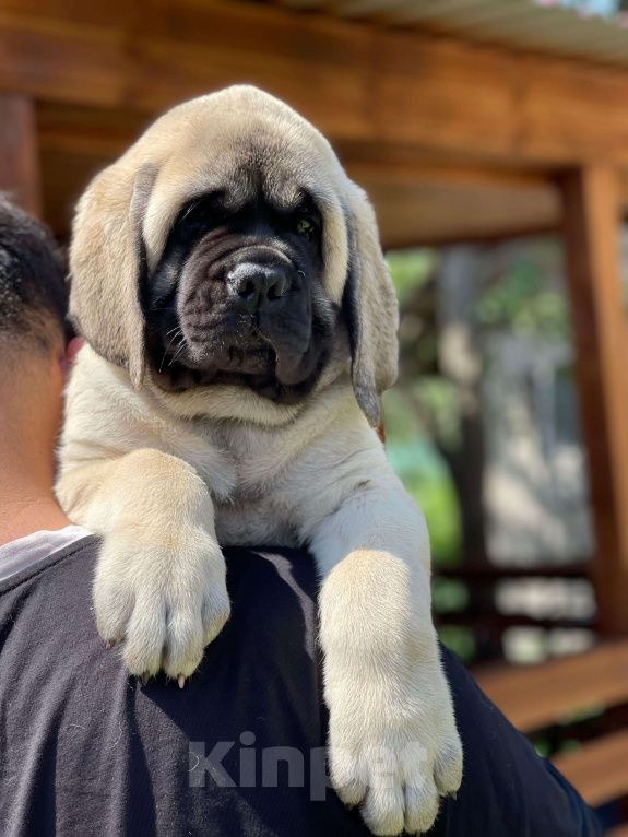 Собаки в других городах Московской области: Мастиф щенки из ведущего питомника России мама щенков Юный Чемпион Мира Женева2023  Мальчик, Бесплатно - фото 2