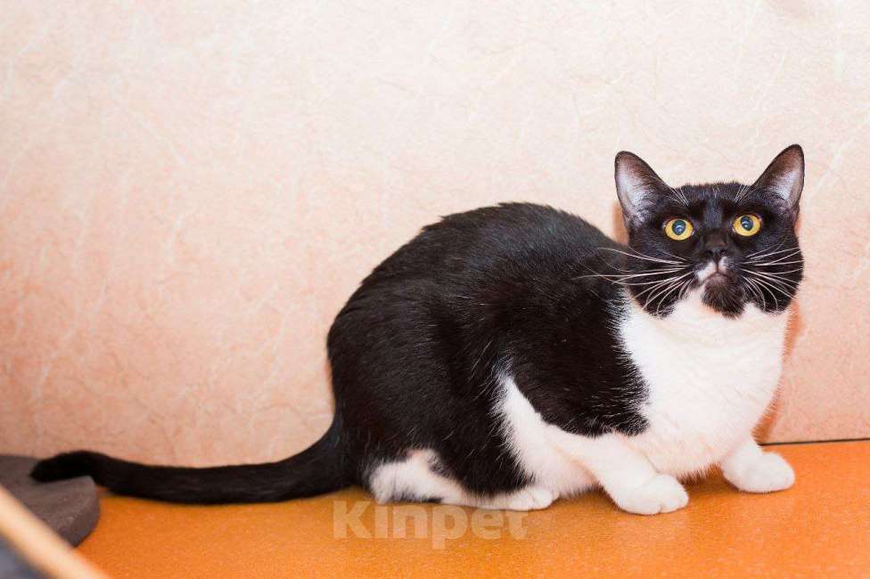 Кошки в Москве: Не пугайте кошек Девочка, Бесплатно - фото 5