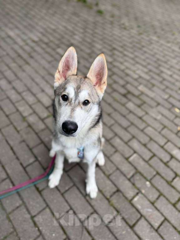 Собаки в Москве: Мультяшный Вольт в поиске дома! Мальчик, Бесплатно - фото 7