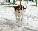 Собаки в Москве: Ваш самый лучший компаньон, молодая собачка Люся в добрые руки Девочка, Бесплатно - фото 2