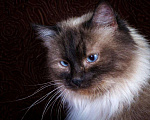 Кошки в Москве: Кошка Азалия(5 л) невская маскарадная, Бесплатно - фото 1