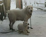 Собаки в Кемерово: Вязка, 1 руб. - фото 5