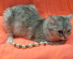 Кошки в Кяхте: КОШКИ, Бесплатно - фото 2