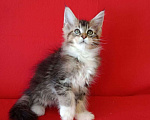 Кошки в Калаче-На-Доне: Котята мейн кун, 30 000 руб. - фото 4