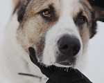 Собаки в Электростали: Отдам в добрые руки Мальчик, Бесплатно - фото 4