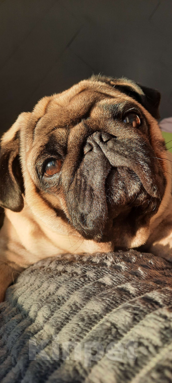 Собаки в Томске: Молодой кобель познакомиться для серьёзных отношений  Мальчик, 3 000 руб. - фото 1