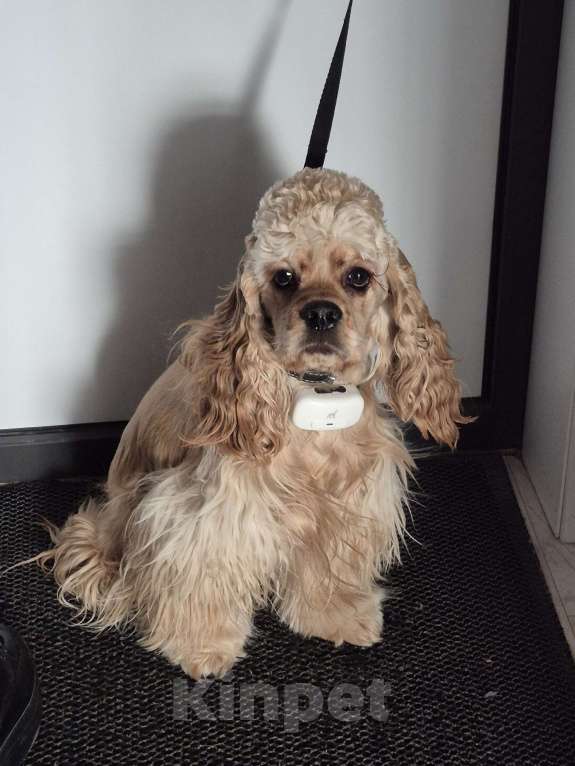 Собаки в Тюмени: Американский кокер спаниель щенок.  Мальчик Мальчик, 30 000 руб. - фото 2