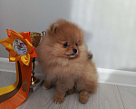 Собаки в Саратове: Померанский шпиц щенок Девочка, Бесплатно - фото 3