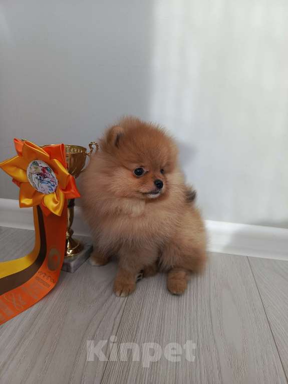 Собаки в Саратове: Померанский шпиц щенок Девочка, Бесплатно - фото 3