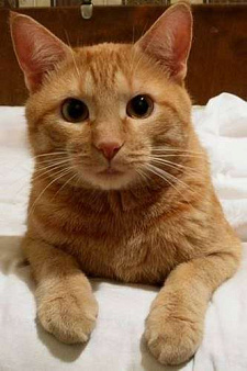 Рыжий котик в дар