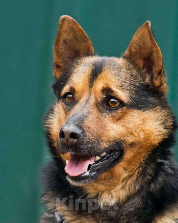 Собаки в других городах Московской области: Брэнди, микро-овчар Мальчик, Бесплатно - фото 4