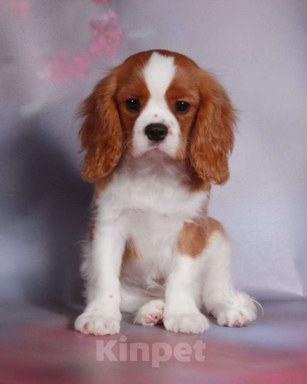 Собаки в Рязани: Мальчик Кавалер Кинг Чарльз Спаниель  Мальчик, 60 000 руб. - фото 2