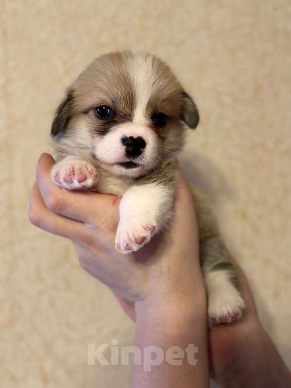 Собаки в Перми: Щенки Вельш-корги-пемброк Разнополые, Бесплатно - фото 2