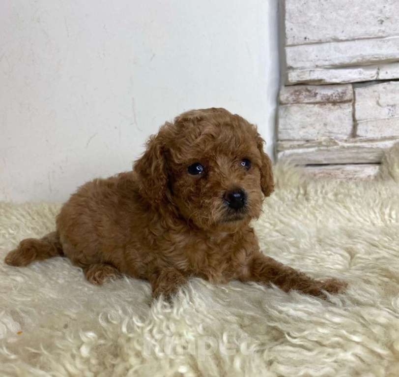 Собаки в Москве: Пудель  той девочки Девочка, 100 000 руб. - фото 7