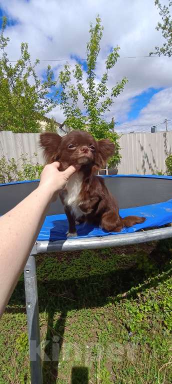 Собаки в Самаре: Подрощенный мальЧишка Мальчик, 60 000 руб. - фото 2