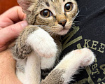 Кошки в Москве: Котёнок Гаечка ищет дом Девочка, Бесплатно - фото 5