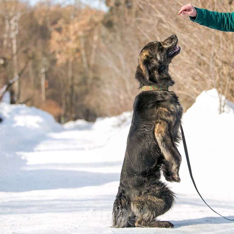 Собаки в Москве: Ласковый молодой ретривер Лорд в добрые руки Мальчик, 1 руб. - фото 3