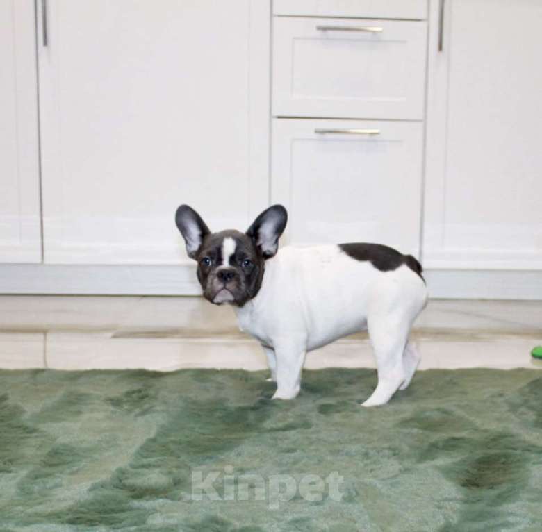 Собаки в Москве: Французские бульдоги Девочка, 100 000 руб. - фото 4