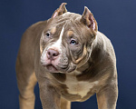 Собаки в Санкт-Петербурге: Щенок Американский булли покет Мальчик, 180 000 руб. - фото 6