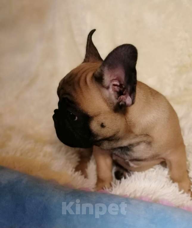 Собаки в Находке: Французский бульдог! Шикарная красотка! КВАДРО генетика!  Девочка, Бесплатно - фото 3