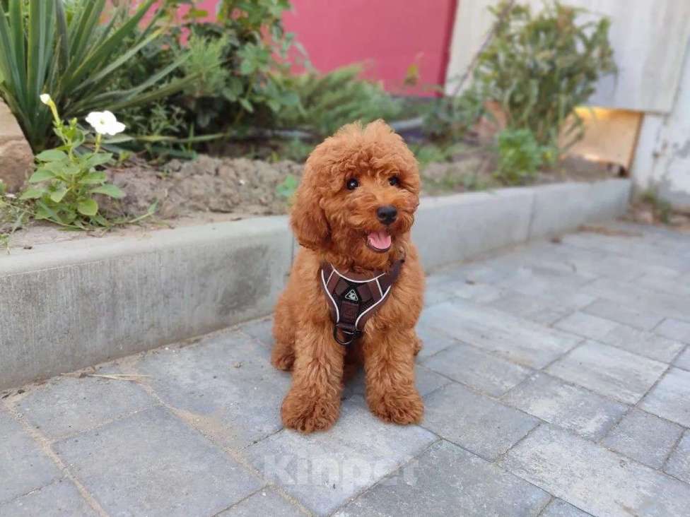 Собаки в Таганроге: Продам щенка той пуделя .Ред Браун. Мальчик, 40 000 руб. - фото 4