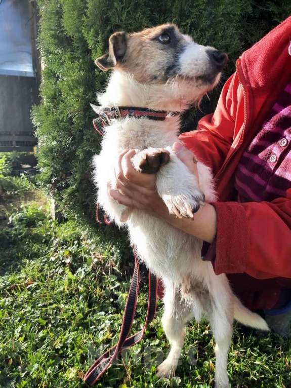 Собаки в Санкт-Петербурге: Милашка джек-рассел-терьер ищет дом Мальчик, Бесплатно - фото 5