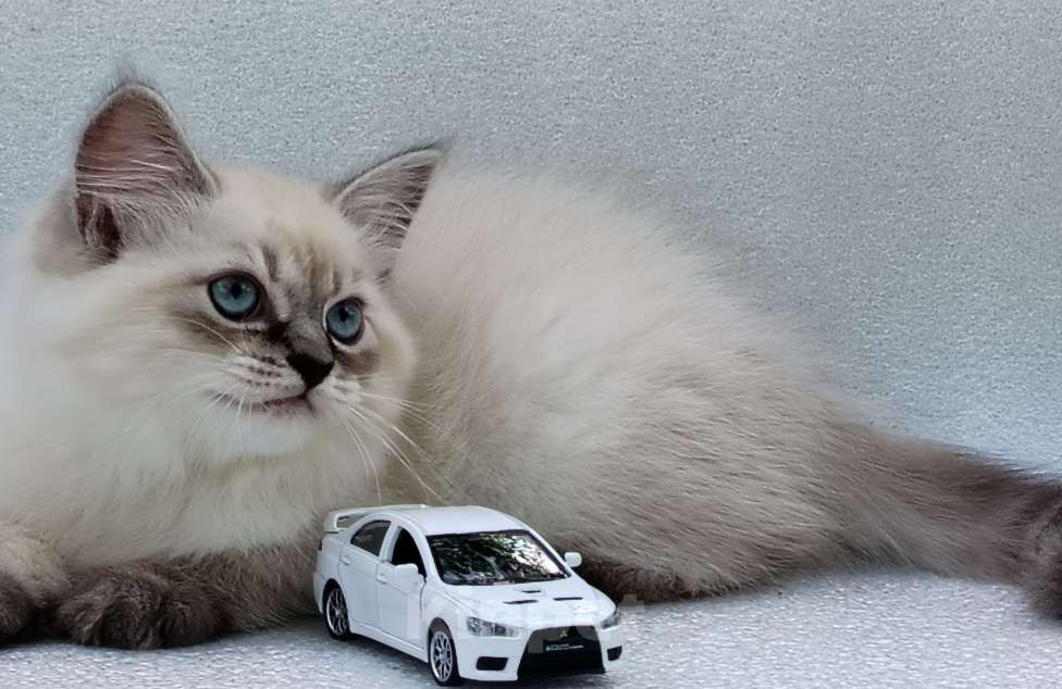 Кошки в Астрахани: Котята от чемпиона мира по системе wcf Мальчик, Бесплатно - фото 4