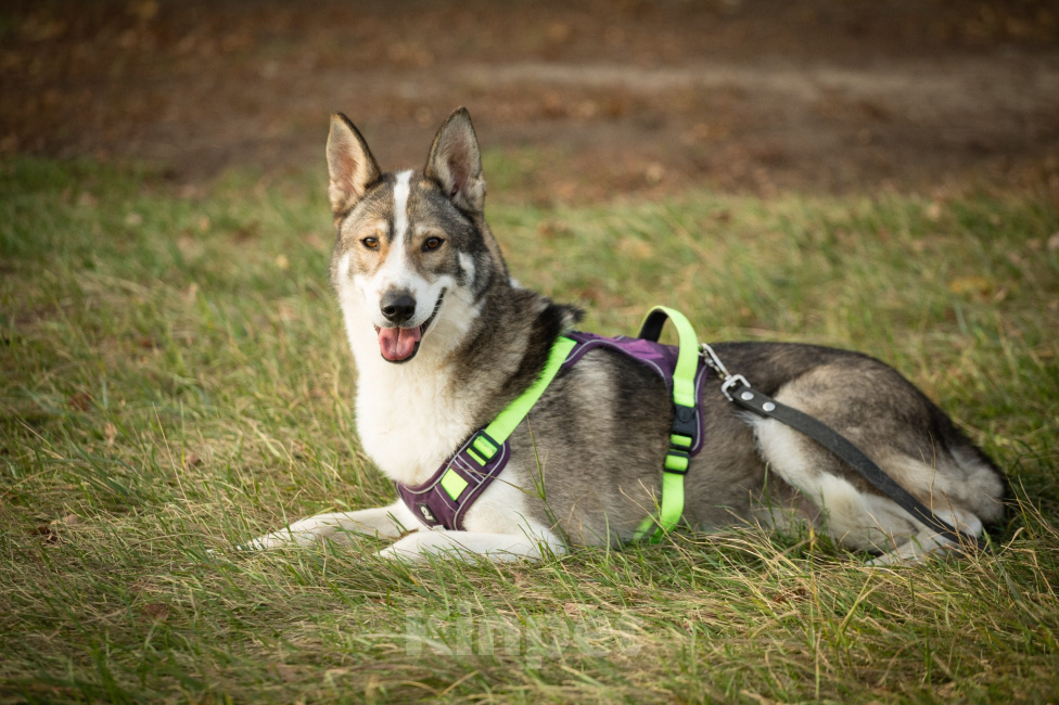 Собаки в Москве: Красавец Мальчик, Бесплатно - фото 5