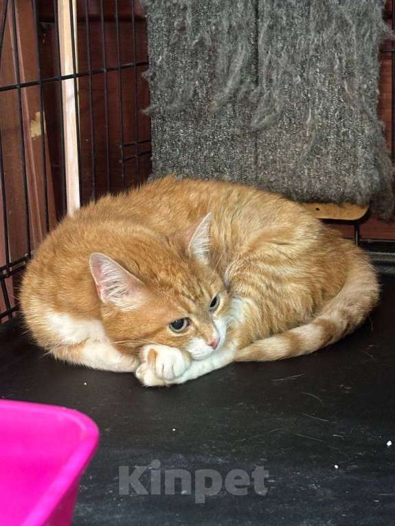 Кошки в Санкт-Петербурге: Кошка в добрые руки Девочка, Бесплатно - фото 1