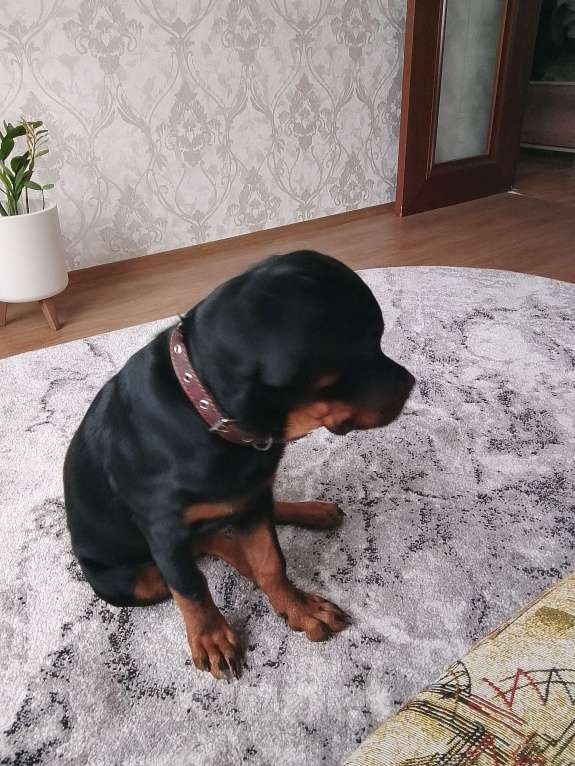 Собаки в Челябинске: Герда Девочка, 30 000 руб. - фото 3