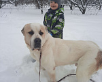 Собаки в Видном: Брандон алабай, 5 лет Мальчик, Бесплатно - фото 5