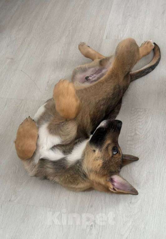 Собаки в других городах Ленинградской области: Мишка и Тотошка Мальчик, Бесплатно - фото 7