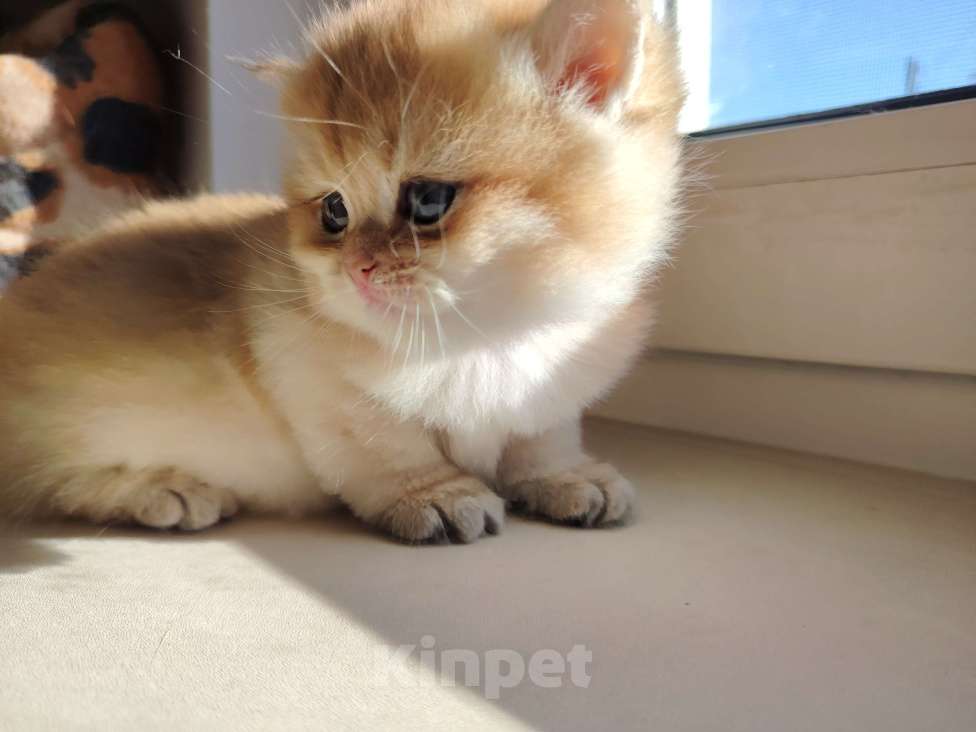 Кошки в Нижнем Новгороде: Британская золотая шиншилла Девочка, 25 000 руб. - фото 4