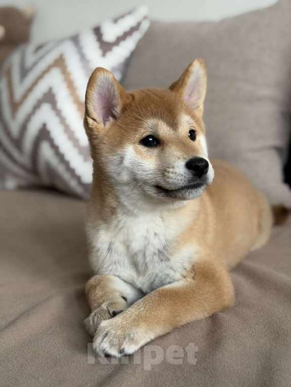Собаки в Севастополе: Сиба-ину щенок мальчик Мальчик, 60 000 руб. - фото 4