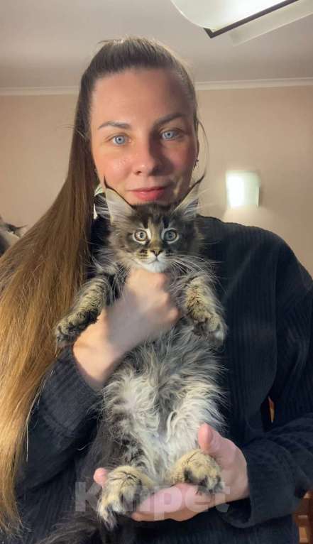 Кошки в Перми: Мейн-кун котёнок Девочка, 50 000 руб. - фото 1